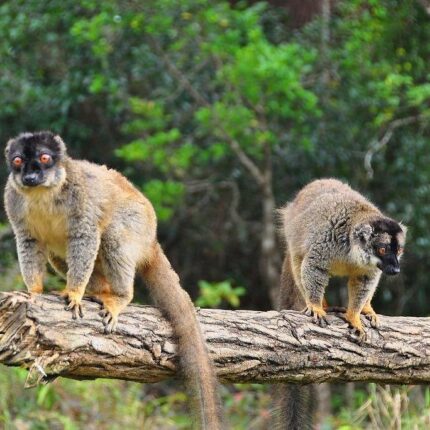 Full-Day Andasibe Wildlife Trip
